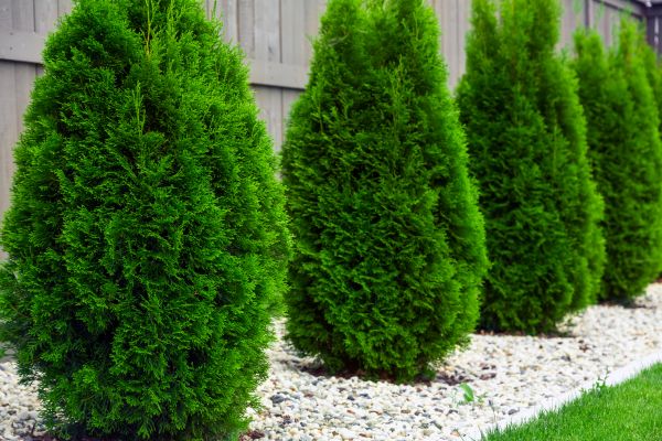 Arborvitae Planting in North Fort Myers