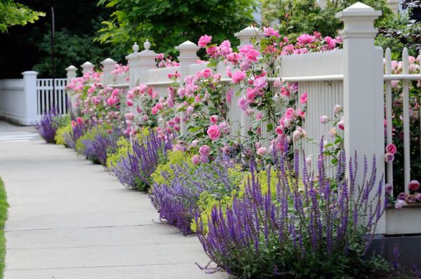Garden Handyman Service in North Fort Myers