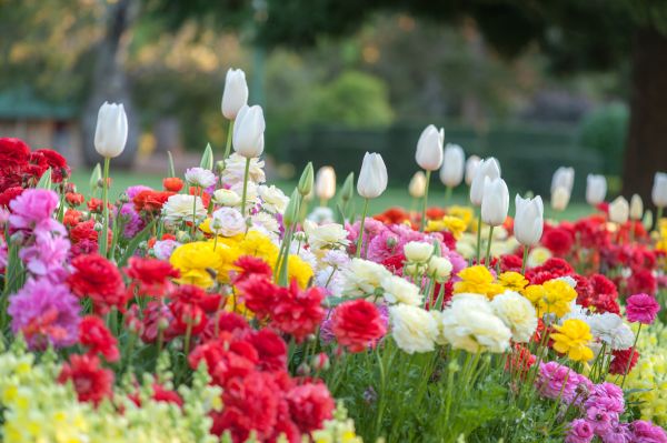 Gardening Service in North Fort Myers