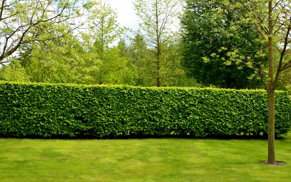 Hedge Planting in North Fort Myers