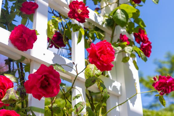 Home Gardening Service in North Fort Myers