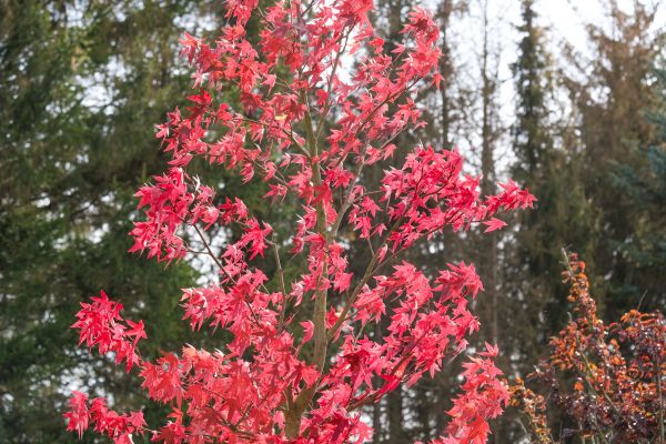 Japanese Maple Planting in North Fort Myers