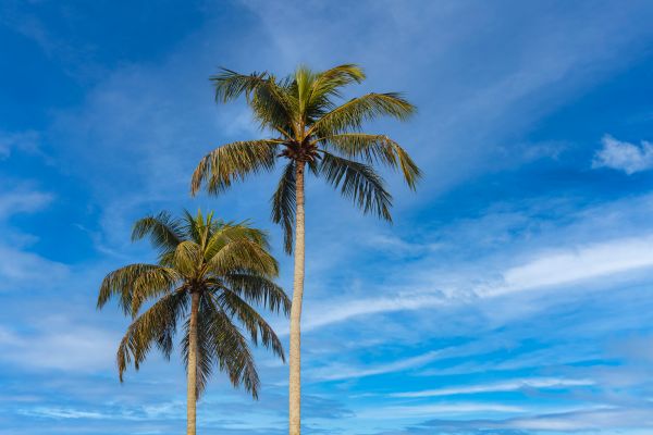 Palm Tree Planting in North Fort Myers