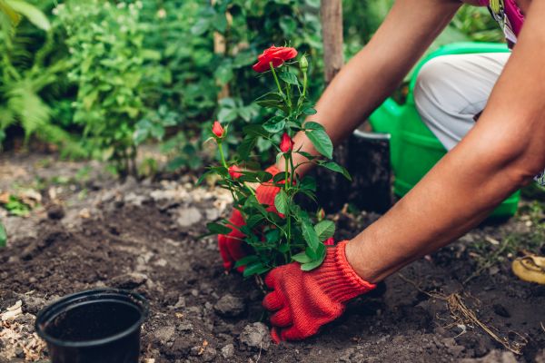 Planting Service in North Fort Myers