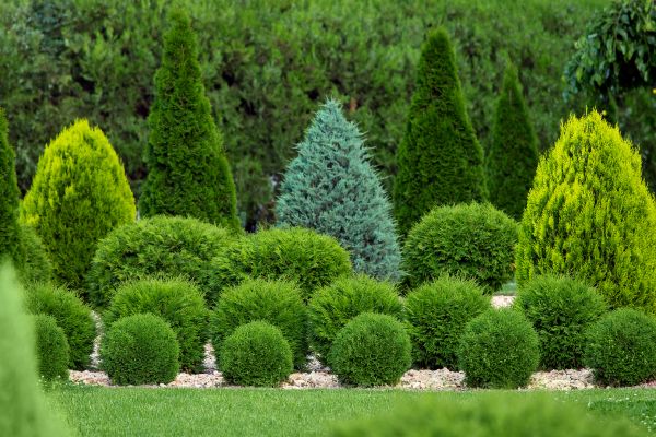 Shrub Replacement in North Fort Myers