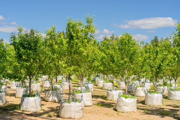 Tree Planting Service in North Fort Myers