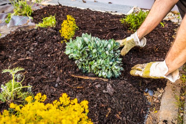 Weeding And Mulching in North Fort Myers