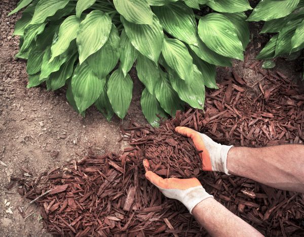 Shredded Mulch Service in North Fort Myers