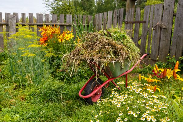 Garden Cleanup Service in North Fort Myers
