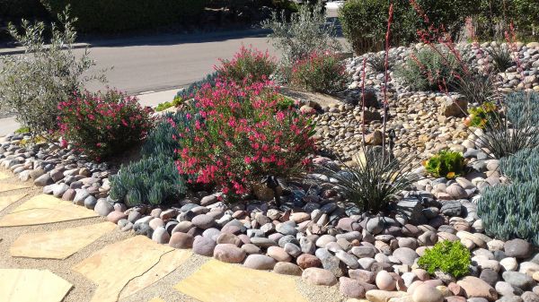 Xeriscape Landscaping in North Fort Myers