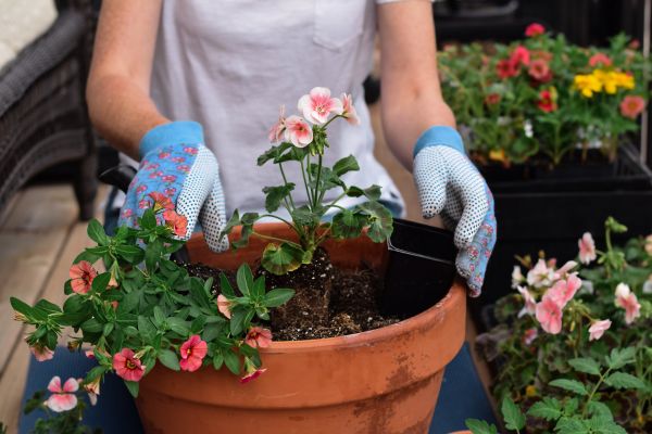 Plant Care Service in North Fort Myers