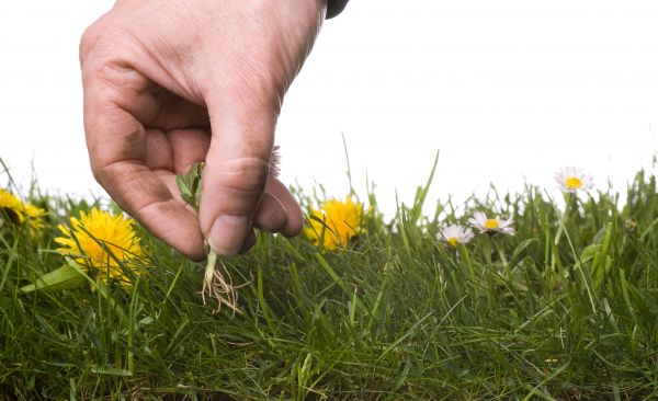 Lawn Weeding in North Fort Myers