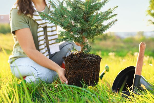 Spruce Tree Planting in North Fort Myers