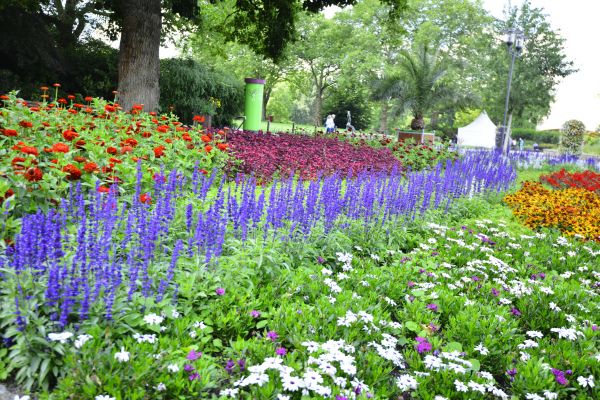 Perennials Planting in North Fort Myers