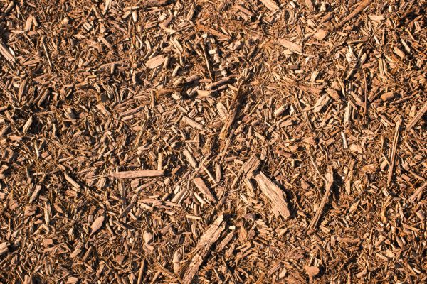 Wood Chips Removal in North Fort Myers