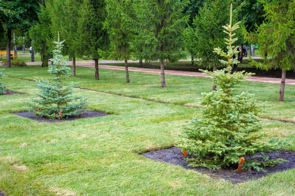 Privacy Trees Planting in North Fort Myers