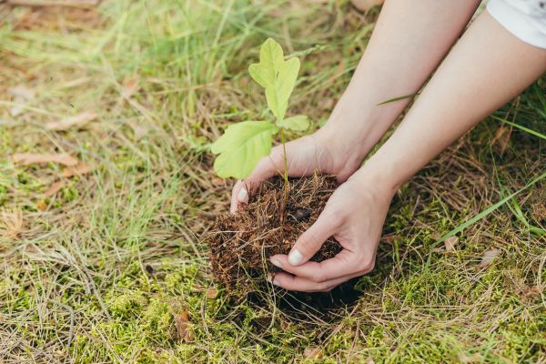 Oak Tree Planting in North Fort Myers