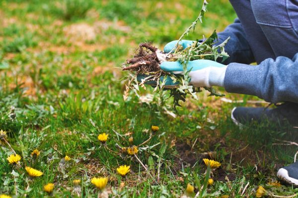 Flower Bed Clearing in North Fort Myers