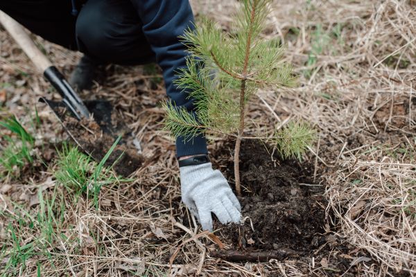 Pine Tree Planting in North Fort Myers