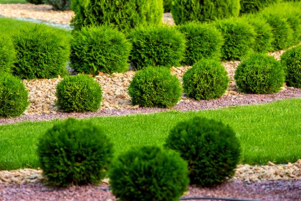 Bush Replacement in North Fort Myers