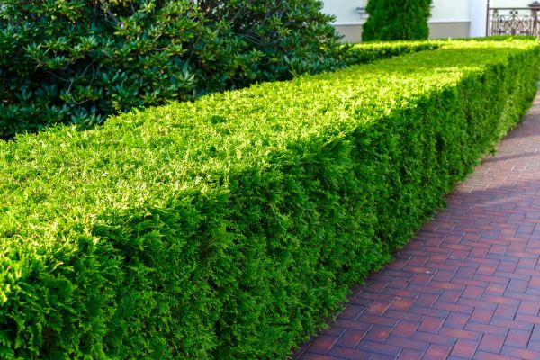 Hedge Installation in North Fort Myers