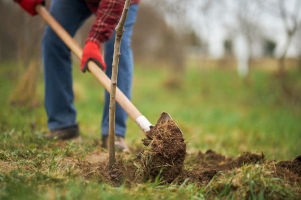 Trees Planting in North Fort Myers