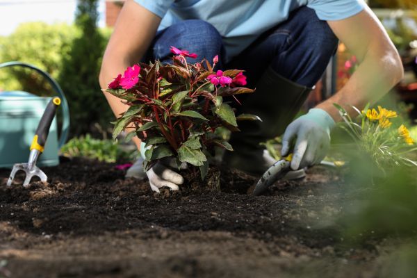 Plant Replacement in North Fort Myers