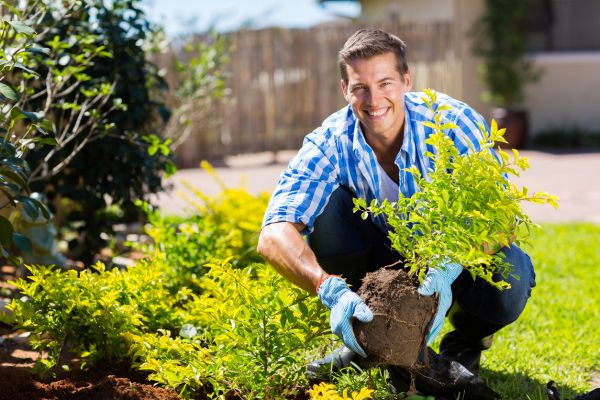 Shrub Landscaping in North Fort Myers