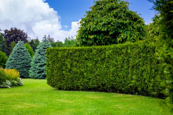 Hedge Landscaping in North Fort Myers
