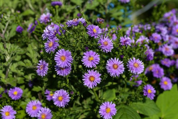 Perennial Flower Planting in North Fort Myers