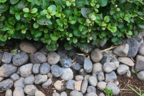 River Stone Installation in North Fort Myers