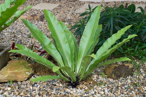 Pea Gravel Installation in North Fort Myers