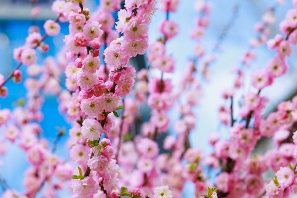 Japanese Cherry Tree Planting in North Fort Myers