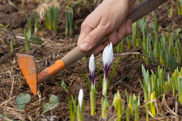 Flower Garden Weeding in North Fort Myers
