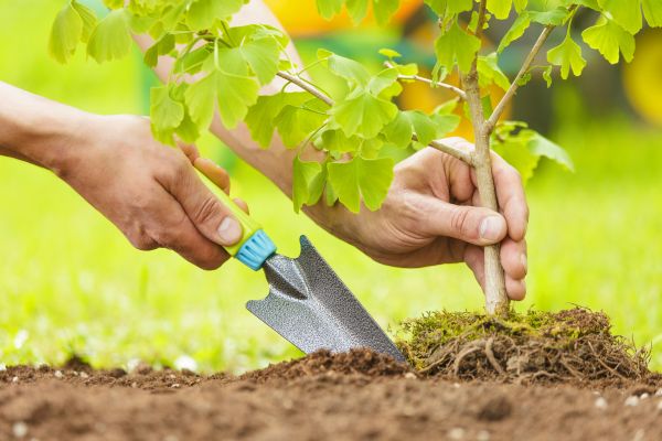 Fruit Tree Planting in North Fort Myers