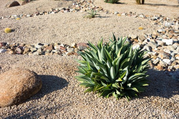 Xeriscaping Service in North Fort Myers
