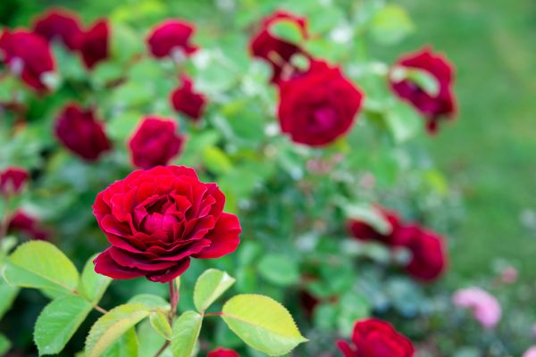 Rose Planting in North Fort Myers