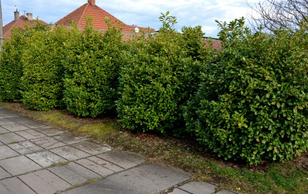 Privacy Shrub Installation in North Fort Myers