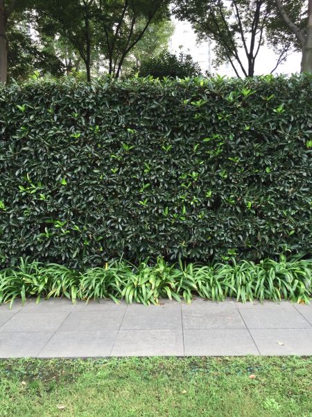Privacy Shrub Planting in North Fort Myers