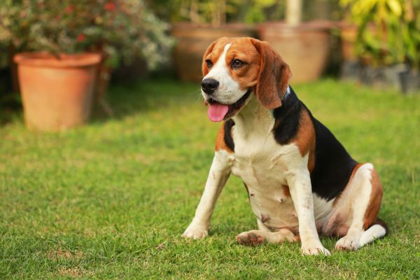 Dog Friendly Landscaping in North Fort Myers