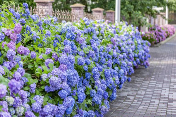 Hydrangea Landscaping in North Fort Myers