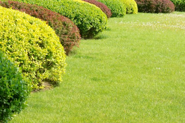Shrubbery Planting in North Fort Myers