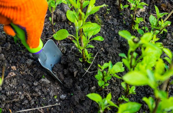 Hydrangea Planting in North Fort Myers
