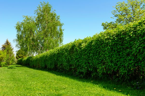 Hedge Replacement in North Fort Myers