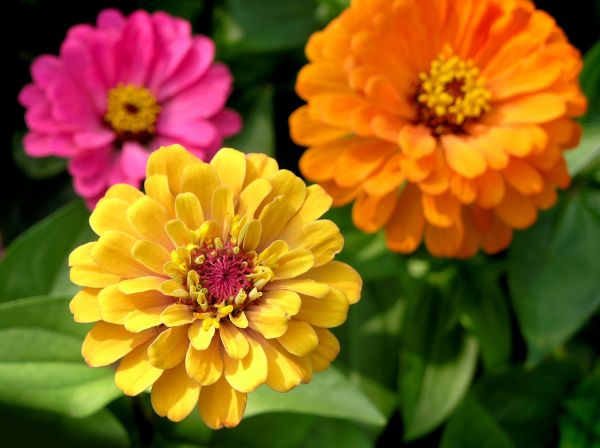 Zinnia Planting in North Fort Myers