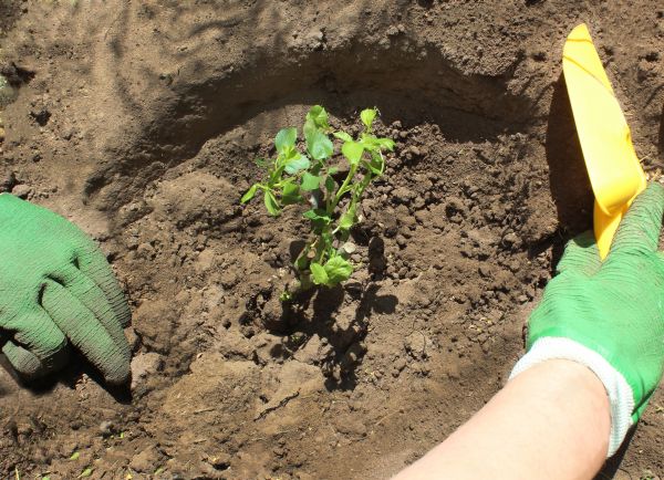 Rose Bush Planting in North Fort Myers