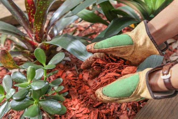 Residential Mulching in North Fort Myers