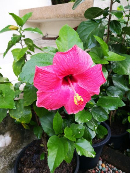 Hibiscus Planting in North Fort Myers
