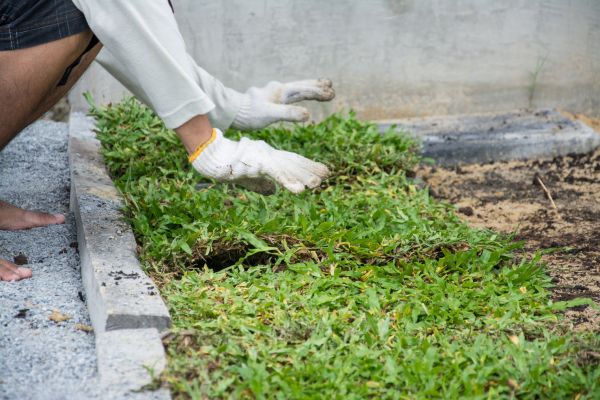 Ground Cover Planting in North Fort Myers