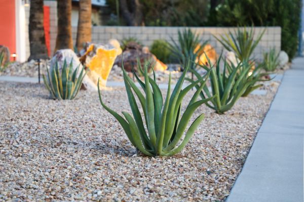 Drought Resistant Landscaping in North Fort Myers